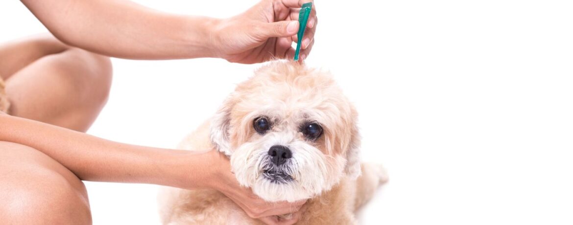 Bravecto Your Guide To Flea And Tick Protection For Pets
